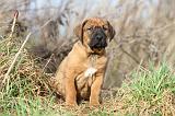 TOSA INU 104